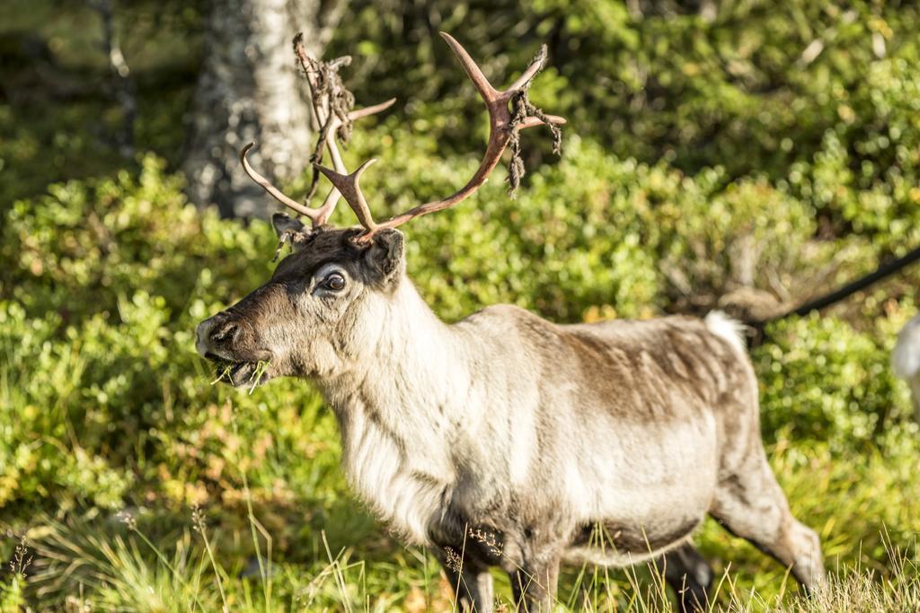 Storsaetra Fjaellhotell Grövelsjön Esterno foto